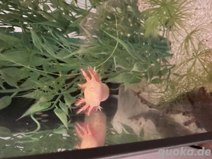Axolotl Babys Jungtiere Flusen Goldalbino Bild 3