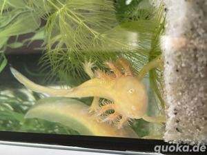 Axolotl Babys Jungtiere Flusen Goldalbino Bild 2
