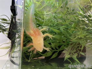 Axolotl Babys Jungtiere Flusen Goldalbino Bild 1