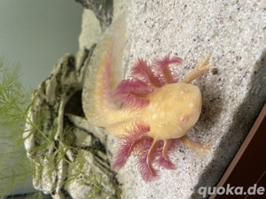 Axolotl Babys Jungtiere Flusen Goldalbino Bild 8