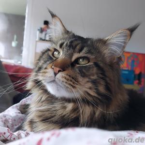 Maine coon Deckkater mit Stammbaum 