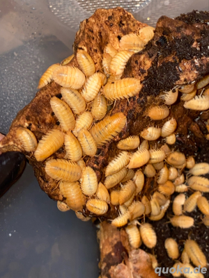 15 Armadillidium pallasii "orange", Rollasseln, Assel, Bodenpolizei