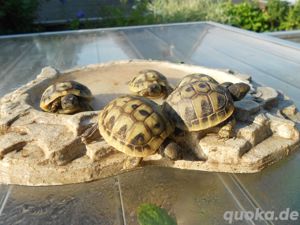 Griechische Landschildkröten Thb Nachzuchten 2023, und 2018  Bild 1