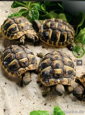 Griechische Landschildkröten  Bild 2