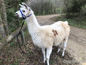 verkaufe schöne Lama Stute