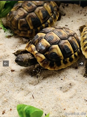 Griechische Landschildkröten  Bild 3