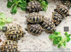 Griechische Landschildkröten  Bild 1