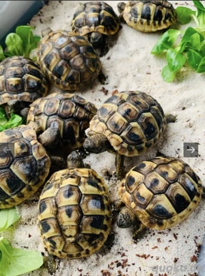 Griechische Landschildkröten  Bild 4