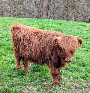 Highland Cattle Bild 1