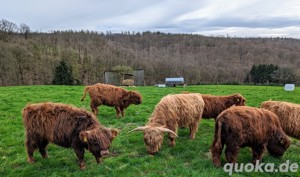 Highland Cattle Bild 4