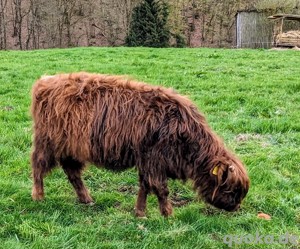 Highland Cattle Bild 3