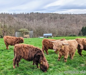 Highland Cattle Bild 2