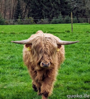 Highland Cattle Bild 5