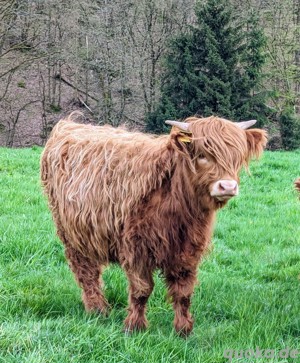 Highland Cattle Bild 6