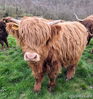Highland Cattle Bild 7