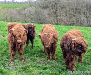 Highland Cattle Bild 8