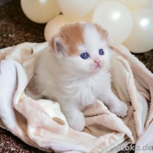 Zucker süße Baby Kitten mit Stammbaum Bild 3