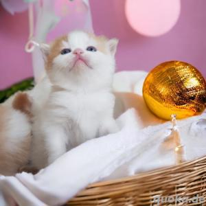 Zucker süße Baby Kitten mit Stammbaum Bild 2