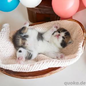 Reinrassige Zucker süße Baby Kitten mit Stammbaum Bild 4