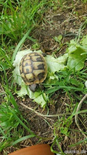 Landschildkrötenbabys Nachzucht   (Abgabe mit CITES Papieren siehe Photo) Bild 2