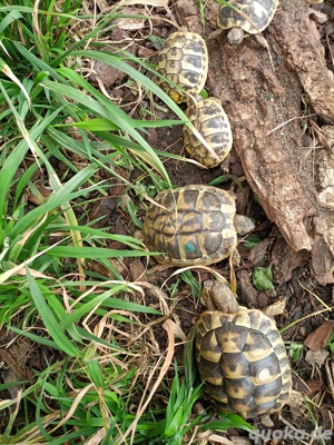 Griechische Landschildkröten - Nachzuchten Bild 3