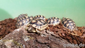 Breitrandschildkröte Testudo Marginata