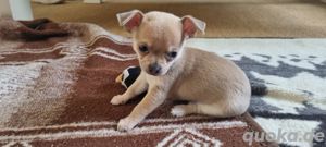 Chihuahua  (kurzhaarig)  sucht Zuhause  Bild 7