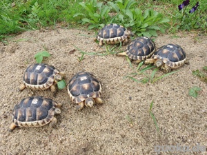 Testudo marginata (Breitrandschildkröte) NZ 2023 abzugeben