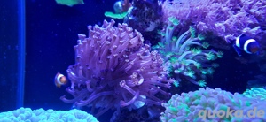 Meerwasser Korallen Ableger SPS LPS Bild 7