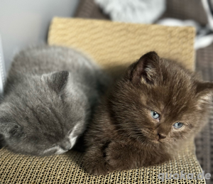 5 zauberhafte BKH-Kitten zu verkaufen!    Bild 4