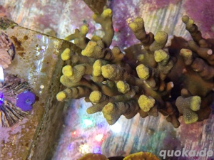 porites cylindria gelb xl koralle meerwasser Bild 2