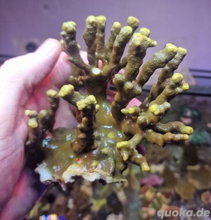porites cylindria gelb xl koralle meerwasser Bild 1