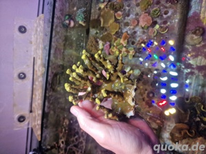 porites cylindria gelb xl koralle meerwasser Bild 3