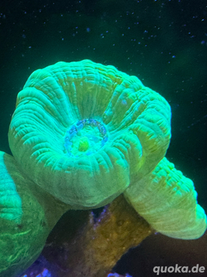 Korallenableger, Meerwasseraquarium, Caulastrea furcata Bild 2