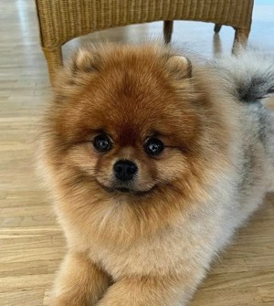 Pomeranian Zwergspitz Deckrüde KEIN VERKAUF 