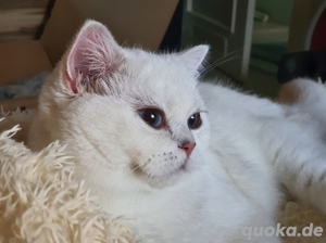 BKH Deckkater in Black Silver Shaded mit großen, blauen Augen (kein Verkauf).