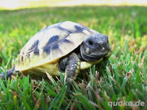 griechische Landschildkröten