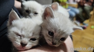 Siam Blue Tabby Point Kitten SEHR SELTEN!!! Bild 3
