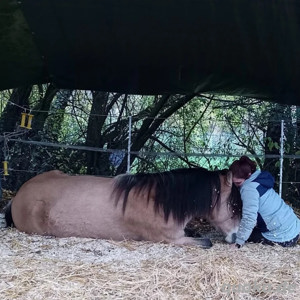 Pferdegestützte Persönlichkeitsentwicklung, Coaching Bild 2