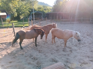 Pferdegestützte Persönlichkeitsentwicklung, Coaching Bild 3
