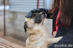 Brad - groß, verschmust, loyal - sucht ein Zuhause