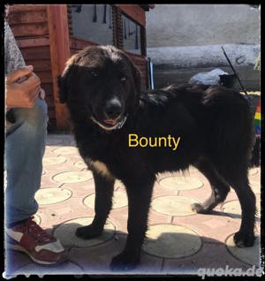 Bounty sucht ein Zuhause bei hunderfahrenen Menschen Bild 4