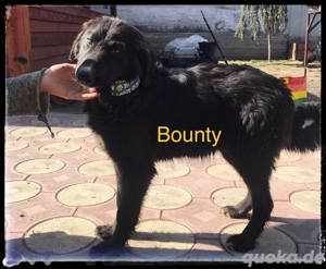Bounty sucht ein Zuhause bei hunderfahrenen Menschen Bild 5