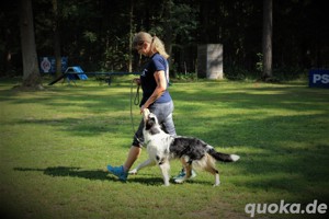 Hundetraining Welpenbasiskurs Alltagstraining für Erwachsene Hunde.