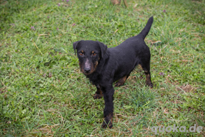 Jagdterrier *VIKTOR* - seine Familie sollte sich in der Seele dieser Hunderasse etwas auskennen. 