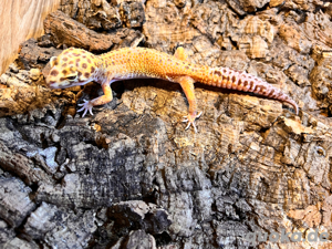 leopardgecko weibchen 0.1