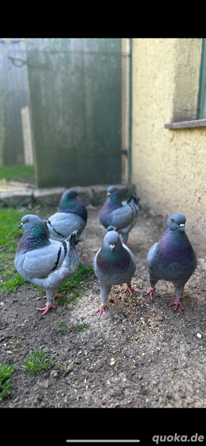 King-Tauben, Alt und - Jungtier, blau mit Binden Bild 3