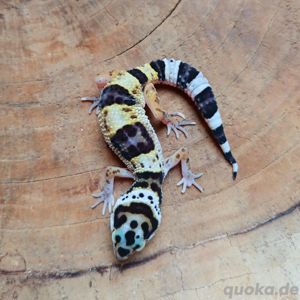 Verschiedene Leopardgecko Weibchen Eublepharis macularius NZ 23 Bild 3