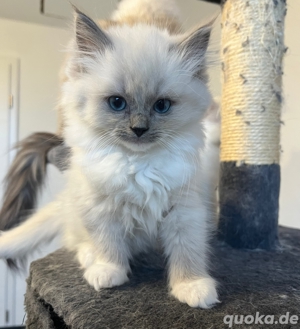 Ragdoll Deckkater blue point mitted