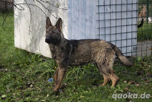 *ZAZU* ist ein Malinois-Schäferhundmix aus der Leistungslinie. Hier suchen wir erfahrene Menschen. 